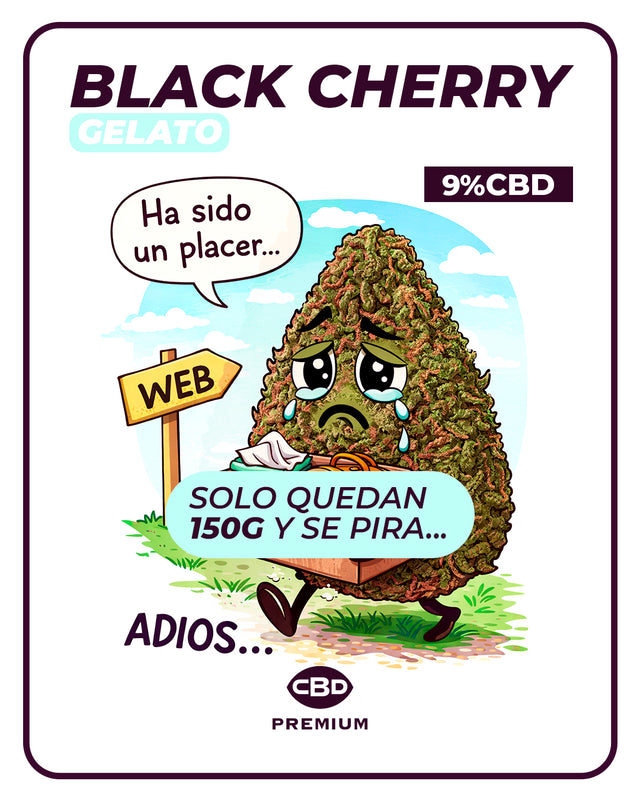 Black Cherry Gelato CBD 🍒🍨