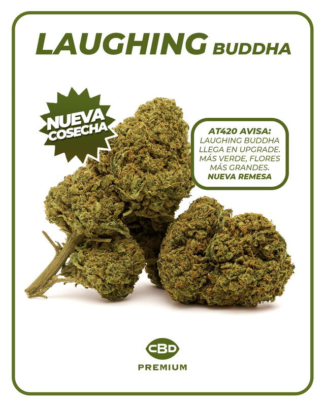 Laughing Buddha πͺ·