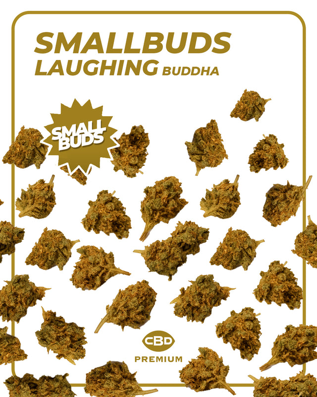 Small BUDS - Laughing Buddha πͺ·