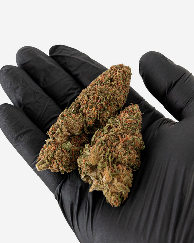 Black Cherry Gelato CBD 🍒🍨