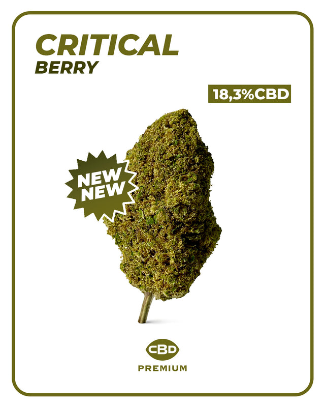 Flor CBD Critical Berry 🫐