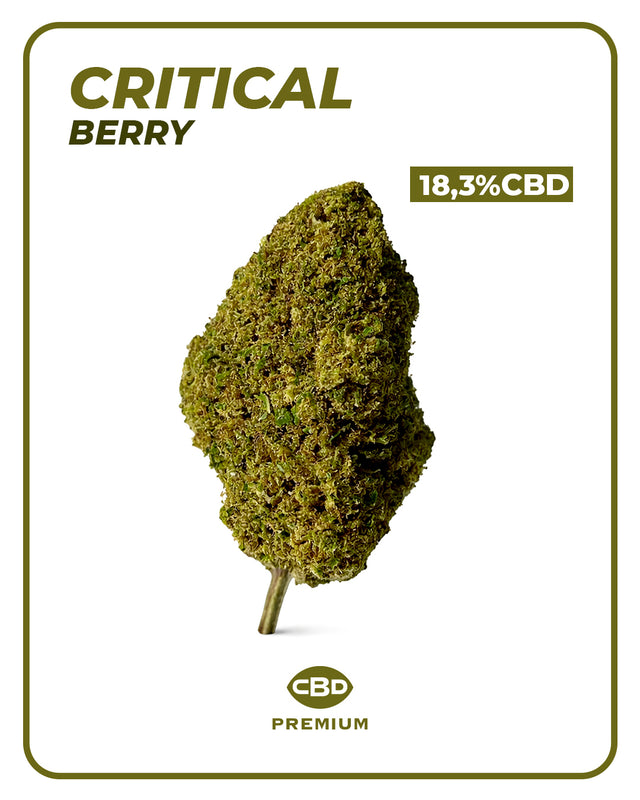 Flor CBD Critical Berry 🫐